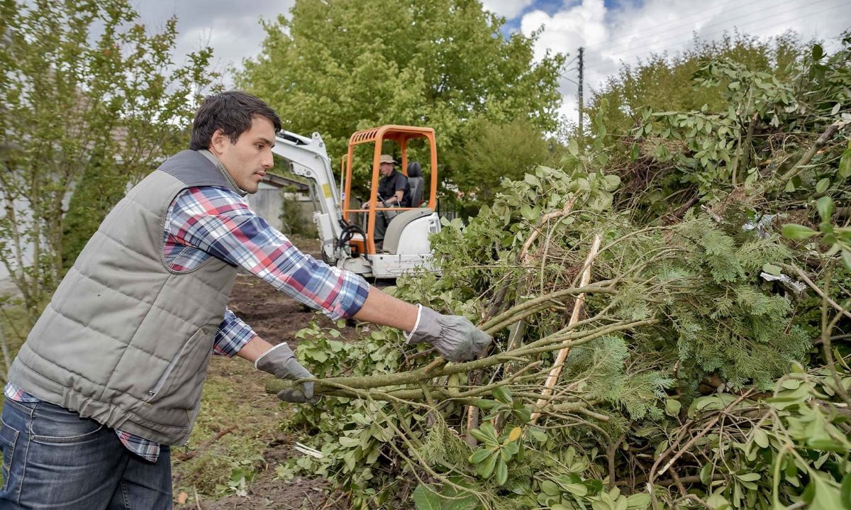 tree pruning & trimming services sydney
