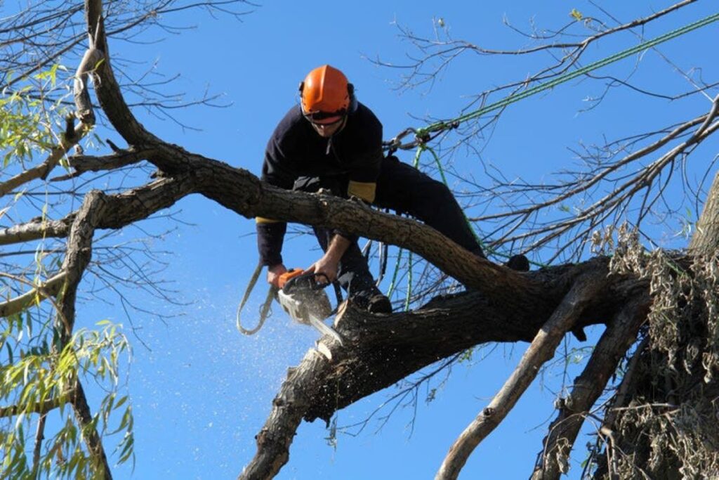 tree pruning & trimming services sydney