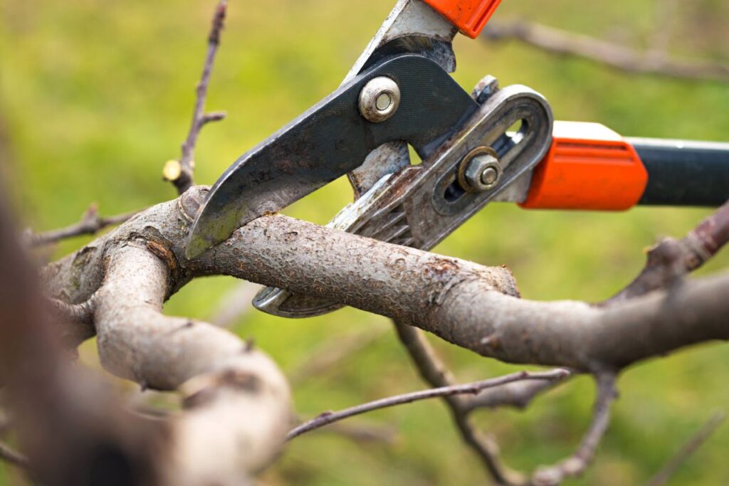 tree pruning & trimming services sydney