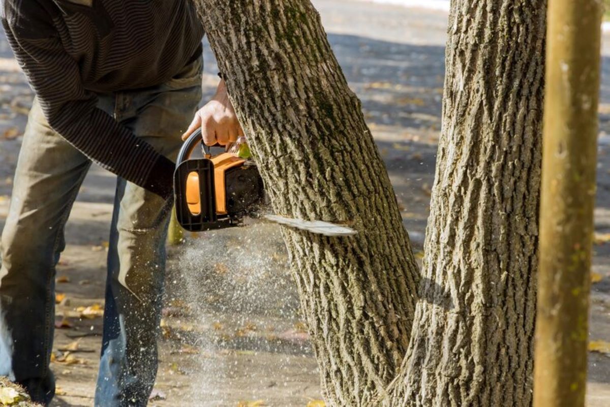 commercial tree removal Sydney