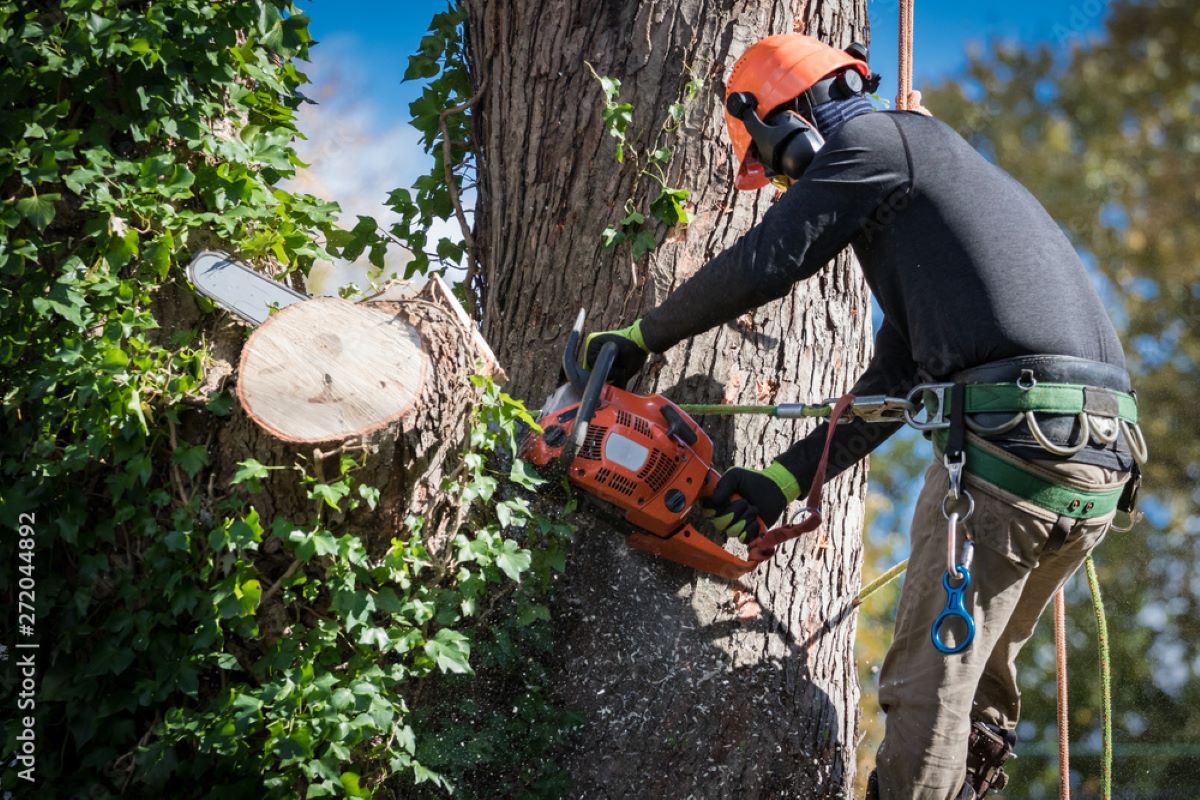 consulting arborist Sydney